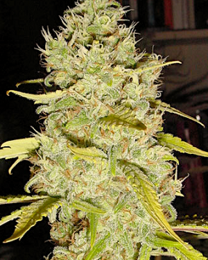 Generals Daughter Regular Seeds