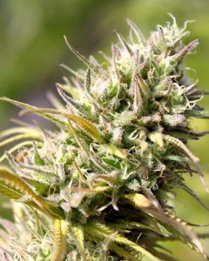 African Queen Regular Seeds