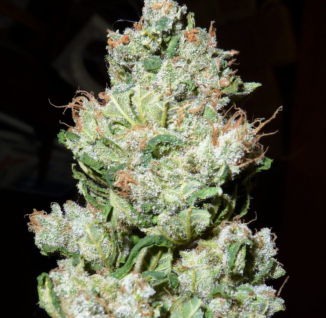 Fleur Du Mal - Sweet Tooth 4 - Dried Bud