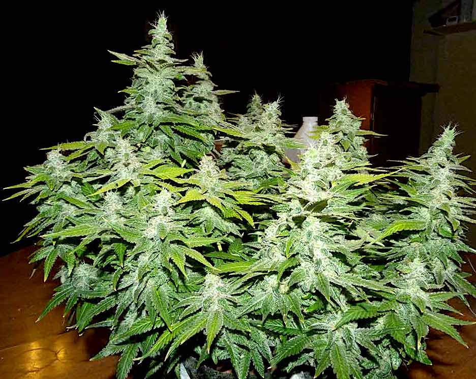 Swt4 bush pheno