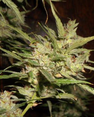 Durban-Thai Highflyer Regular Seeds
