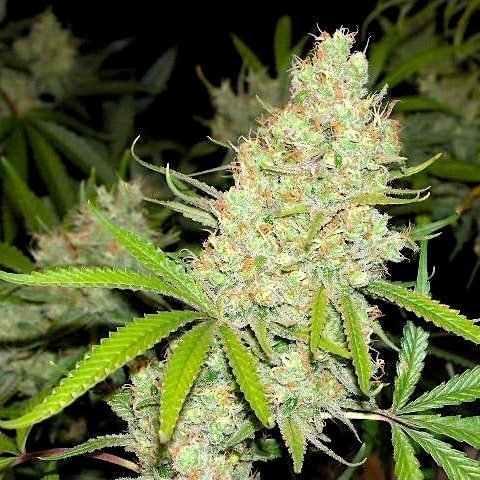 fleur-du-mal-cinderella-88-princess