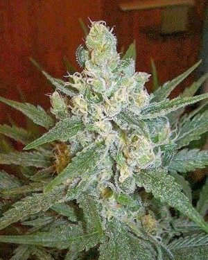 Cinderella 99 Regular Seeds