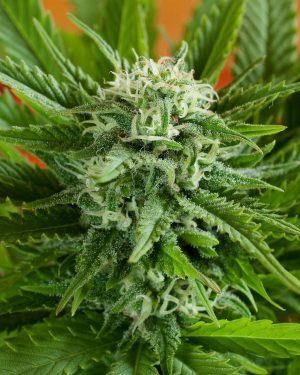 Auto Pineapple Express Feminised Seeds