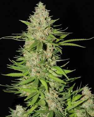Blueberry Gum #2 Feminised Seeds