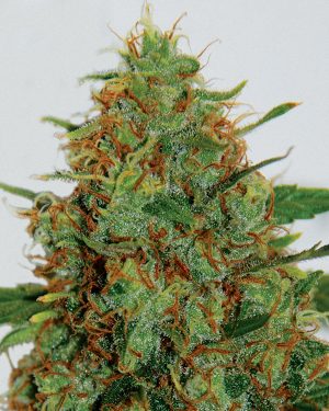 C99 Feminised Seeds