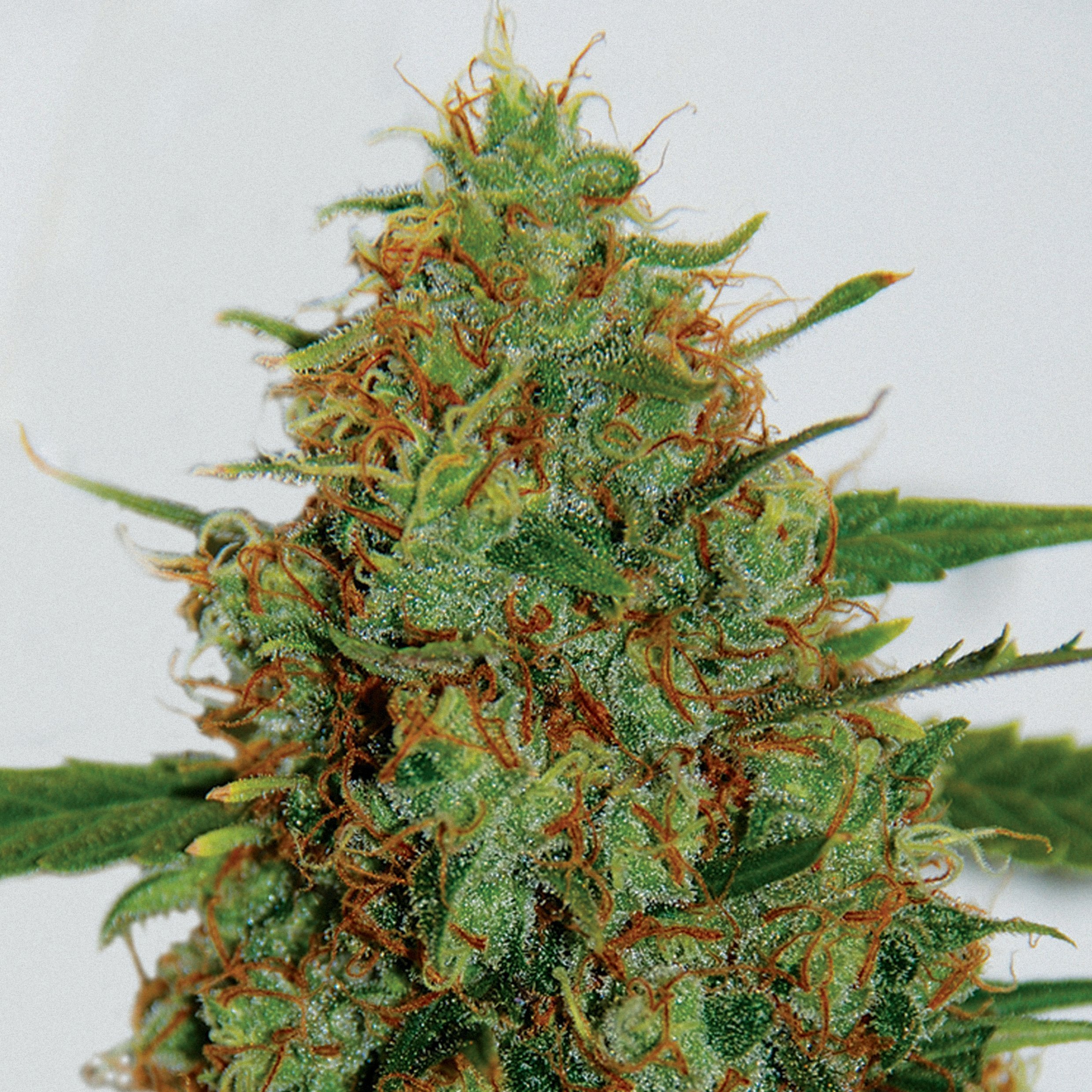 C99 G13 Labs Seeds