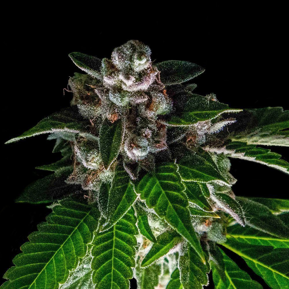 DNA-Genetics-Bakers-Delight