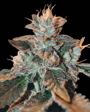Cataract Kush Feminised Seeds
