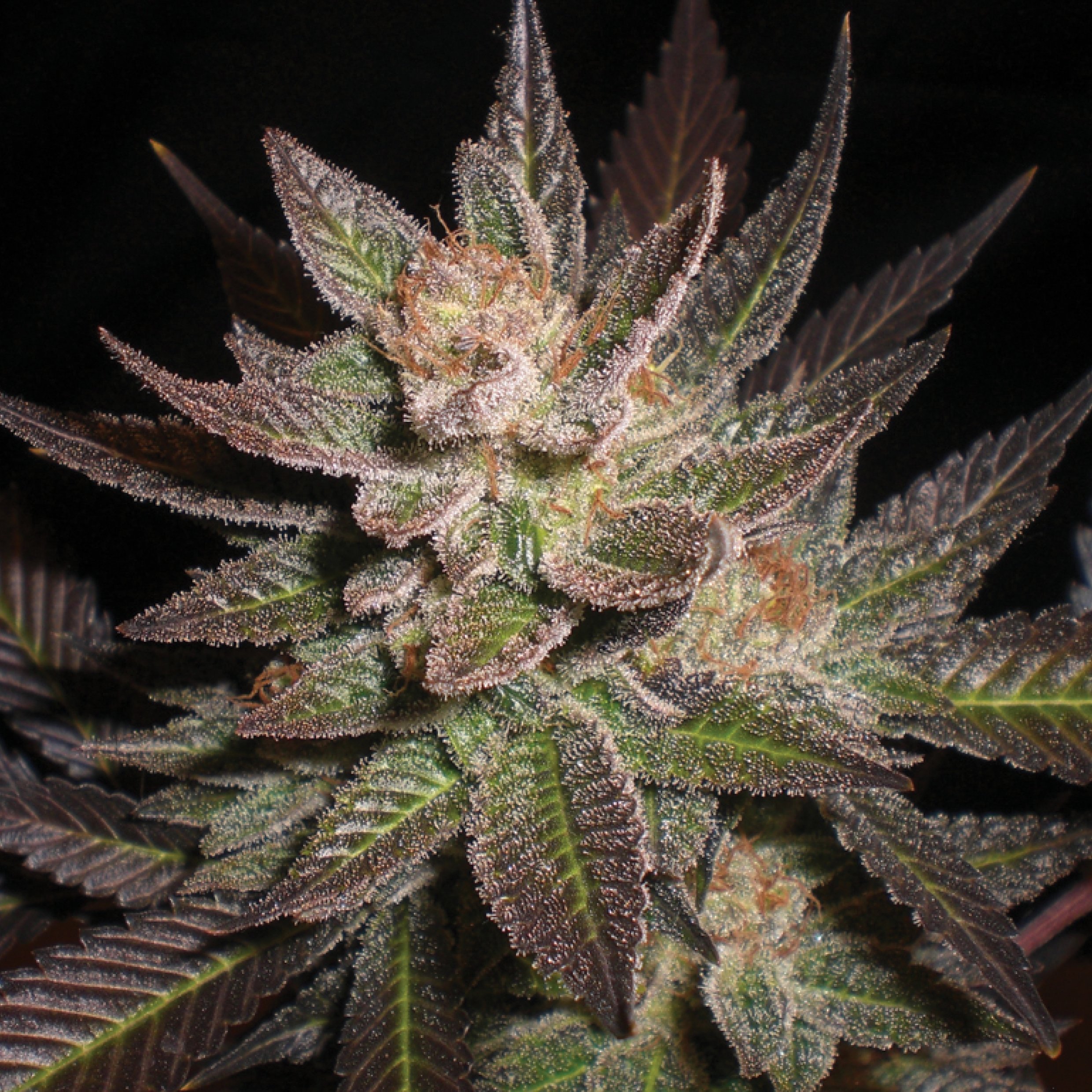 Purple Haze G13 Labs Seeds