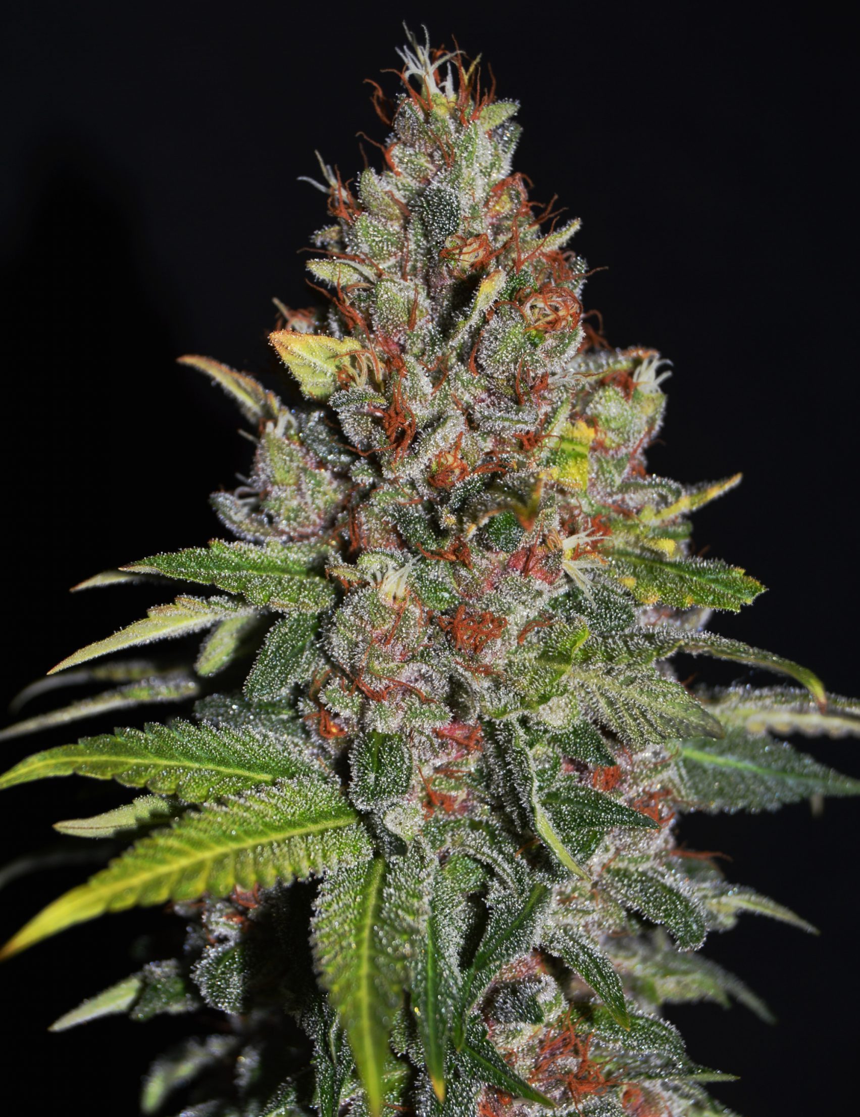 Tropical Punch G13 Labs Seeds
