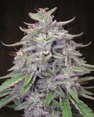 Bangi Haze Regular Seeds