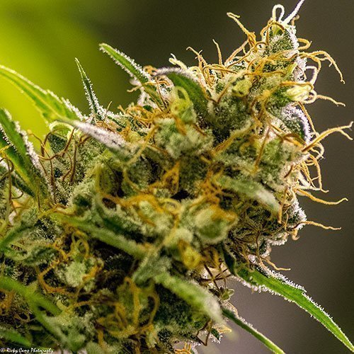 brothers-grimm-seeds-apollo-haze