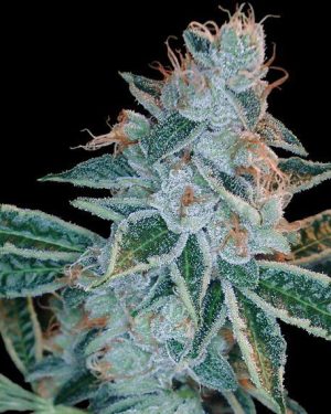 Lemon OG Kush Feminised Seeds