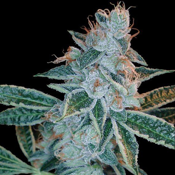dna-genetics-lemon-og-kush