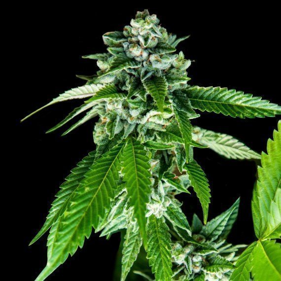 dna-genetics-sorbet-dreams_2