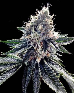 Sour Kosher Feminised Seeds
