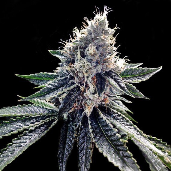dna-genetics-sour-kosher
