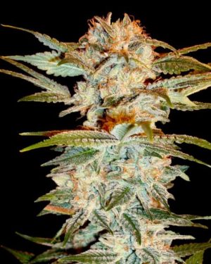 Stacked Kush Feminised Seeds