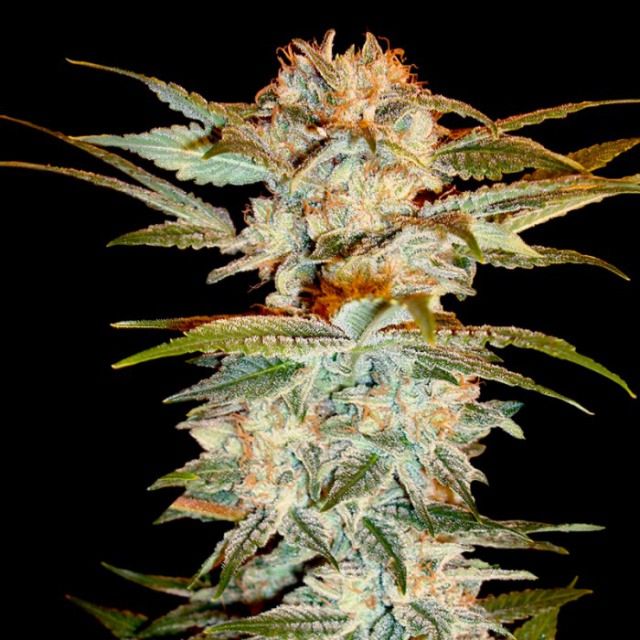 dna-genetics-stacked-kush