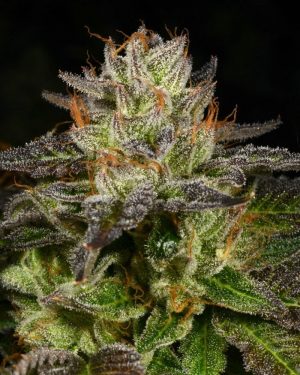 Ice Cream Cone Regular Seeds