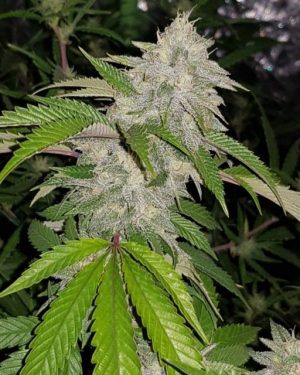 Cookie Crash Regular Seeds