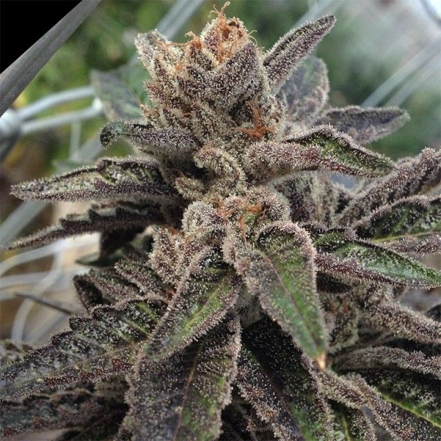 rare-dankness-501st-og