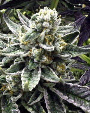 Commerce City Kush Regular Seeds