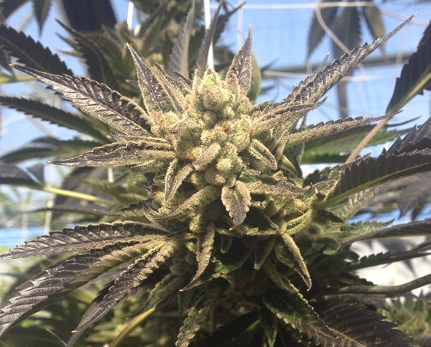 rare-dankness-cornbread-1