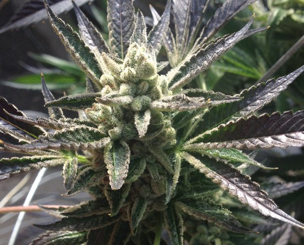 rare-dankness-cornbread-2