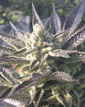 Cornbread Regular Seeds