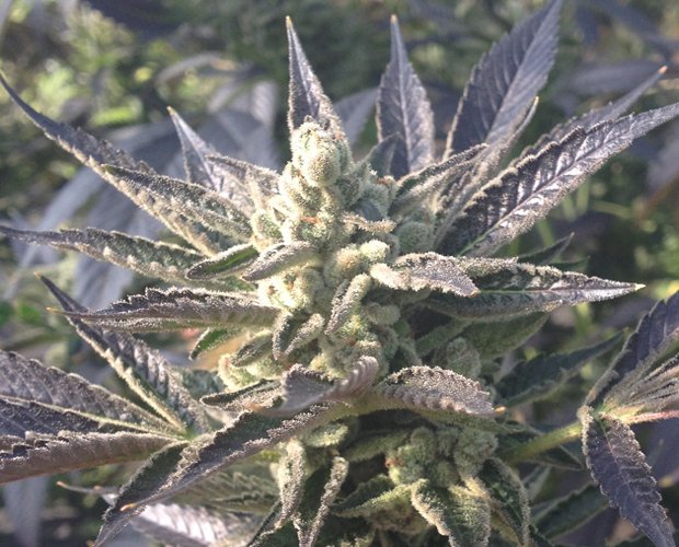 rare-dankness-cornbread-3
