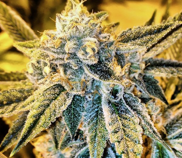 rare-dankness-cornbread-4