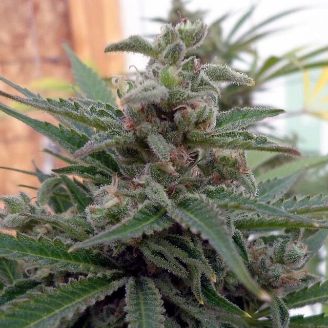 rare-dankness-flo-og