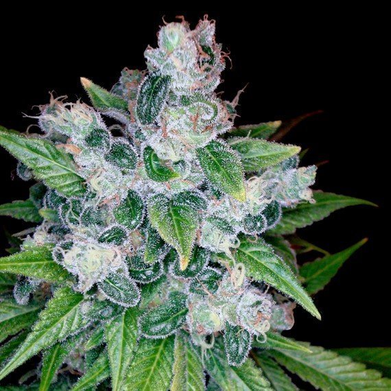 reserva-privada-kandy-kush