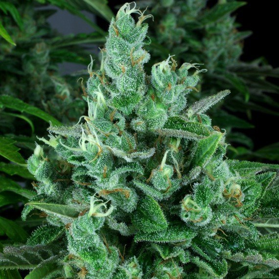 reserva_privada_kandy_kush_4