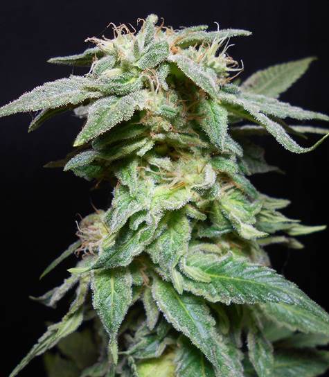 seedism-king-kush-1