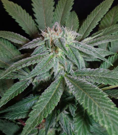 seedism-king-kush-2