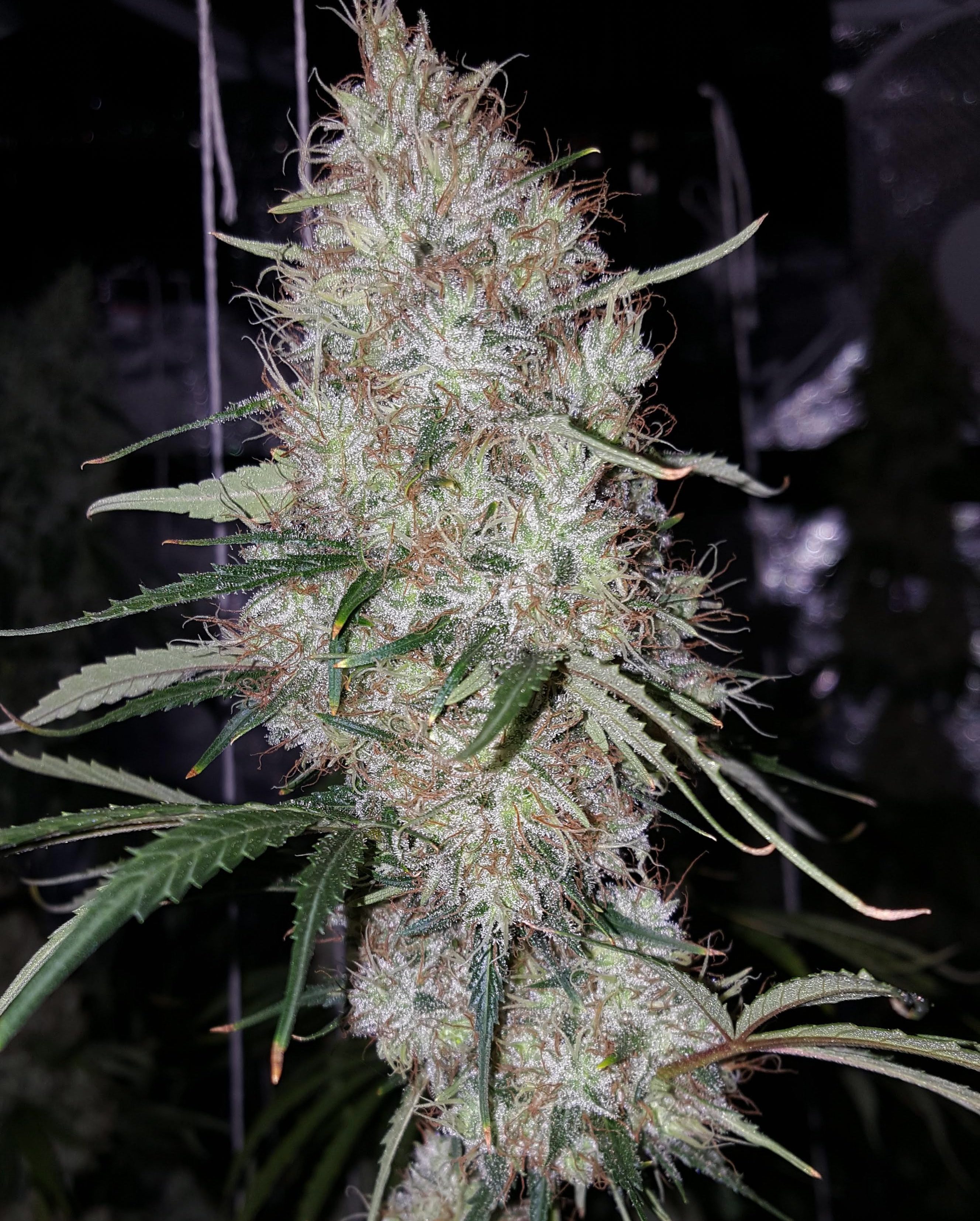 Britney Regular Seeds