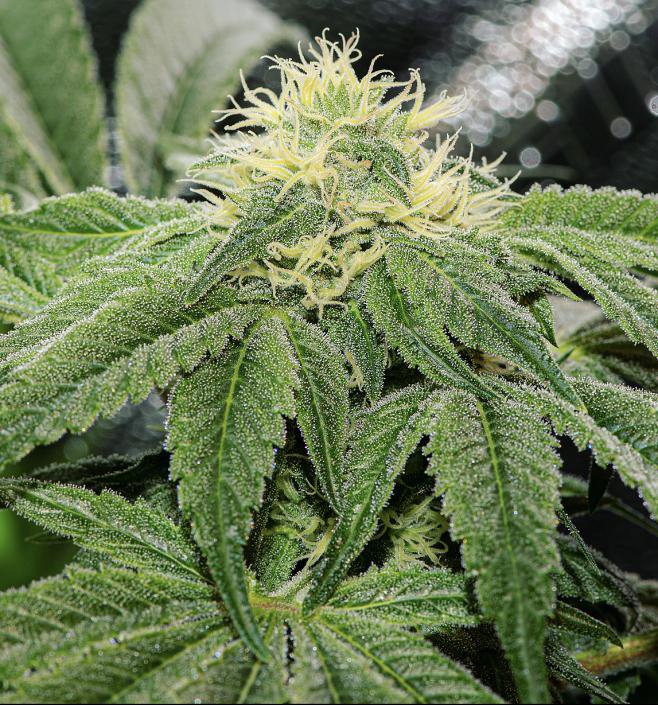 OG Tini Regular Cannabis Seeds