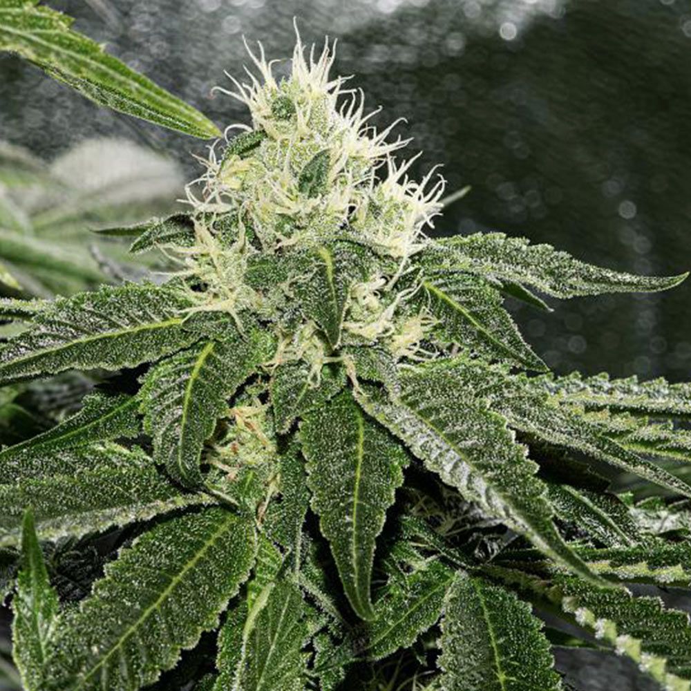 karma-genetics-lemon-rado-1