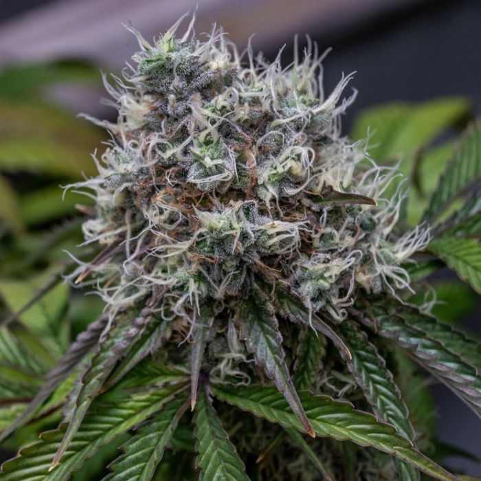 karma-genetics-lemon-rado-2
