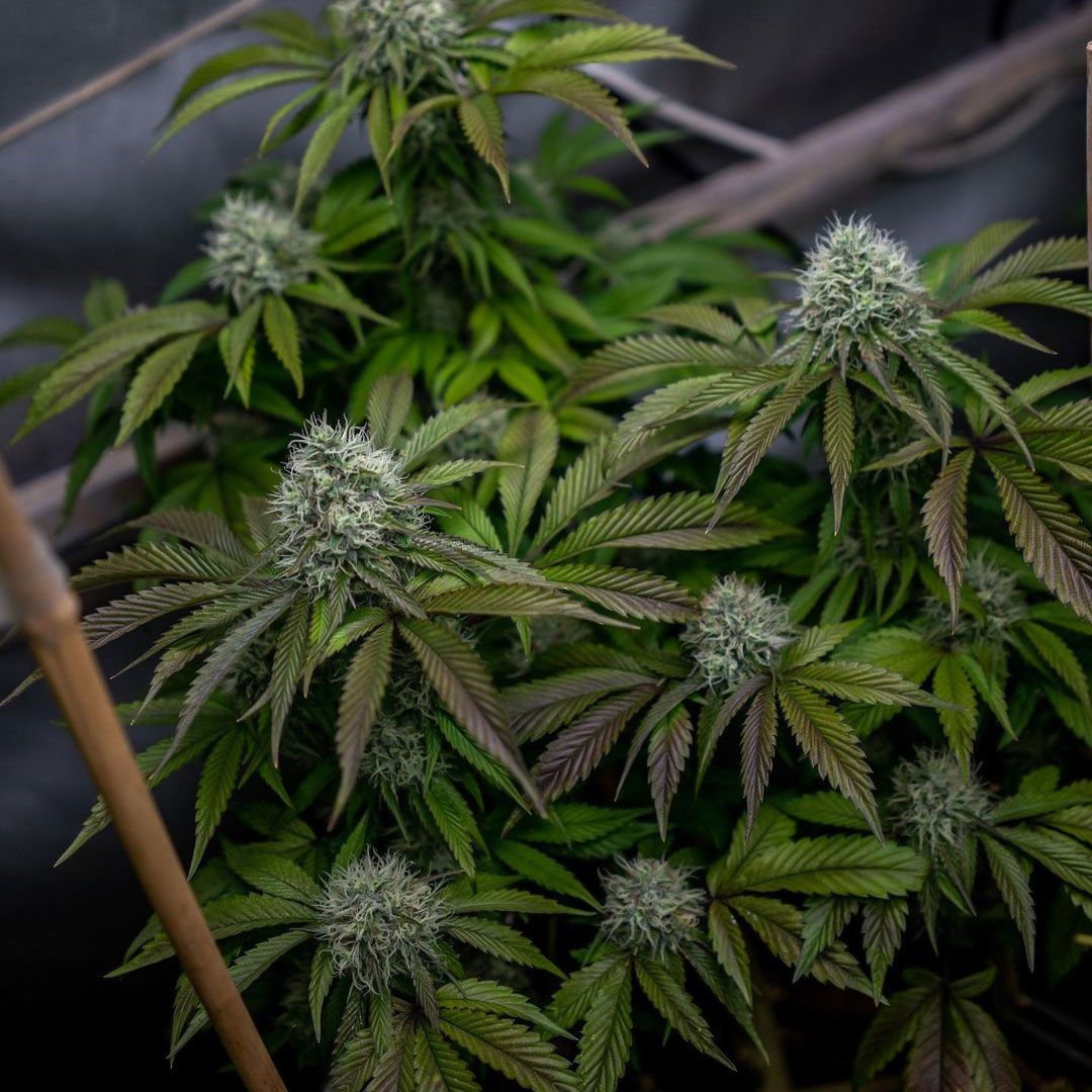 karma-genetics-lemon-rado-3