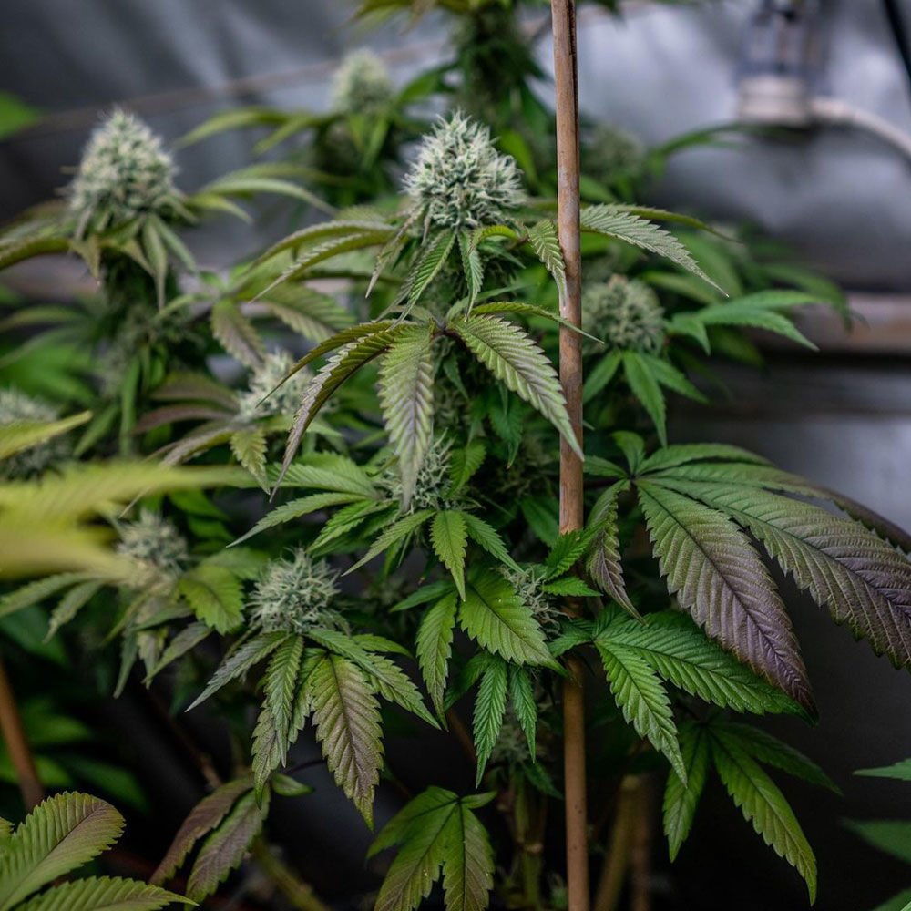 karma-genetics-lemon-rado-4