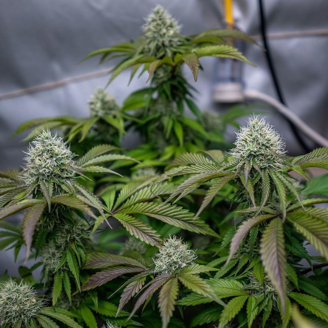 karma-genetics-lemon-rado-5