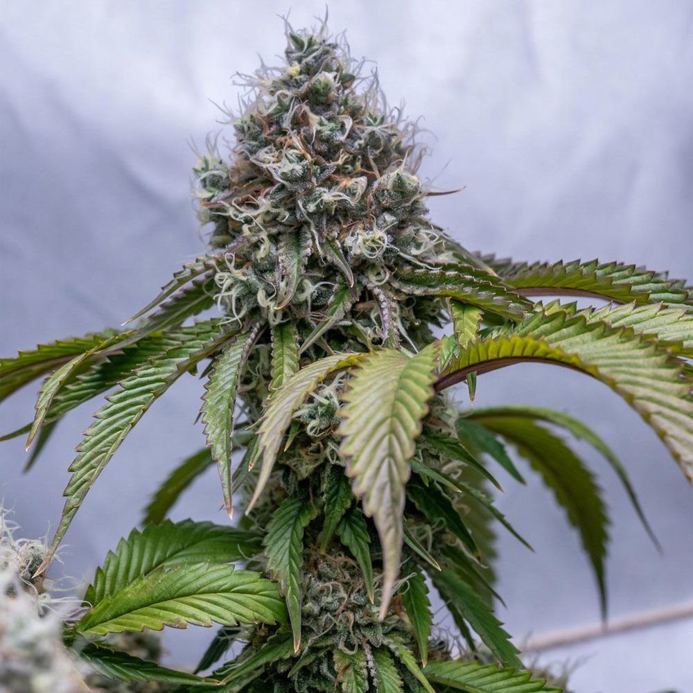 karma-genetics-lemon-rado-6