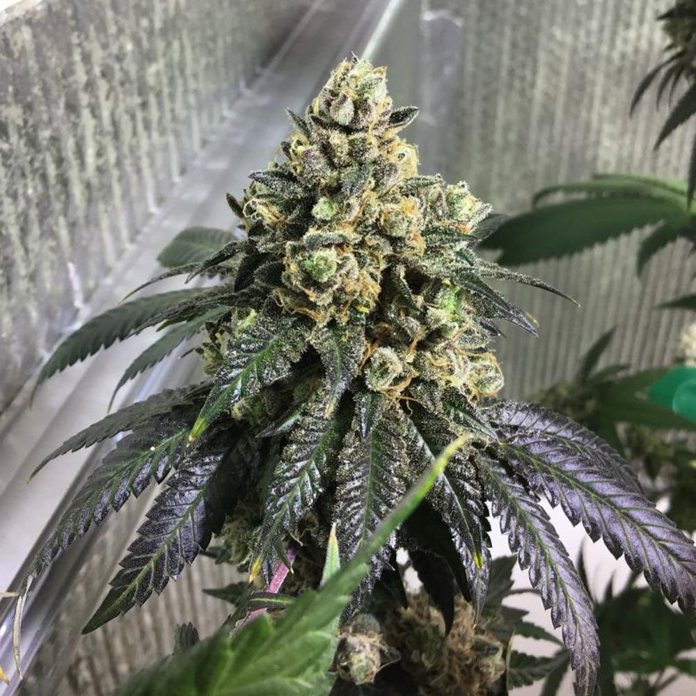 karma-genetics-sherb-biker-1