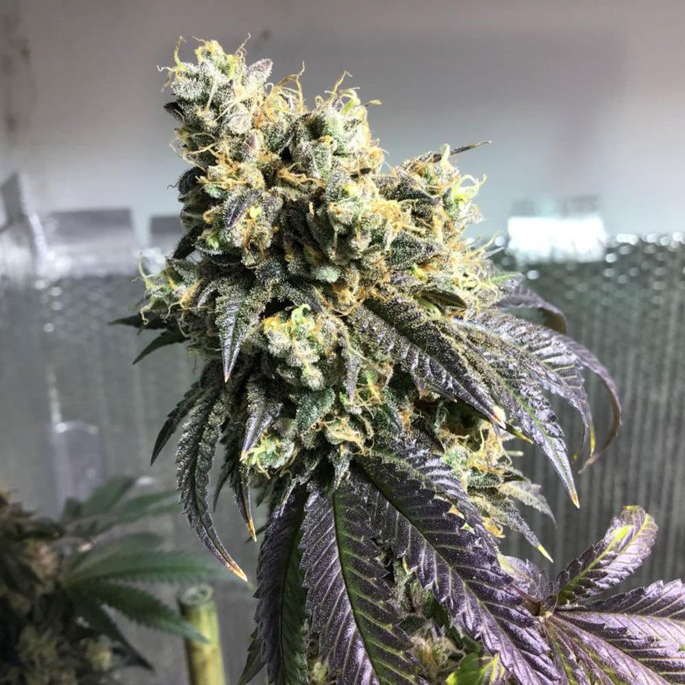 karma-genetics-sherb-biker-2