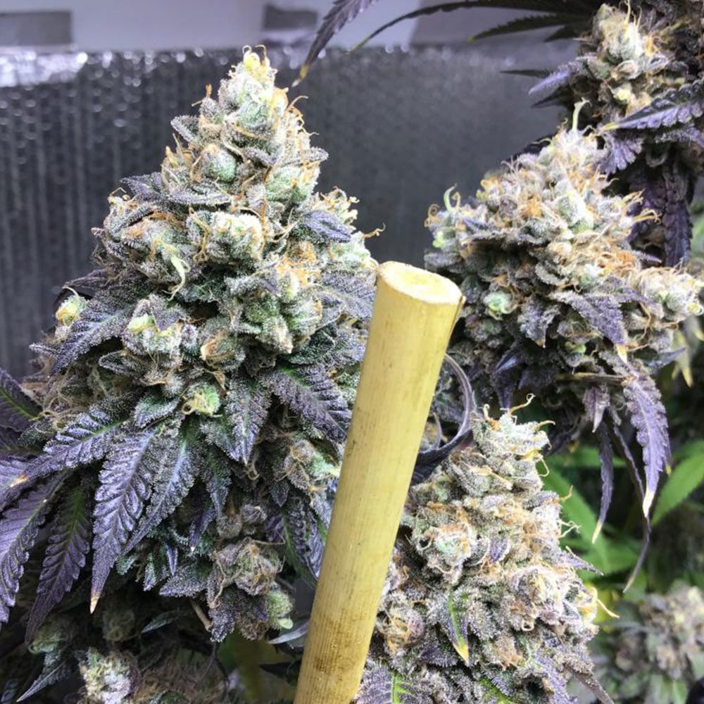 karma-genetics-sherb-biker-3