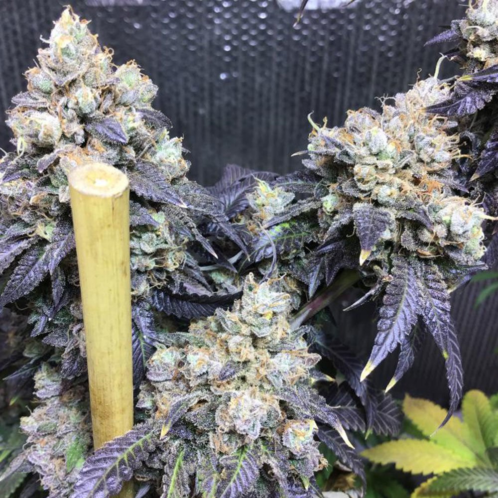 karma-genetics-sherb-biker-4